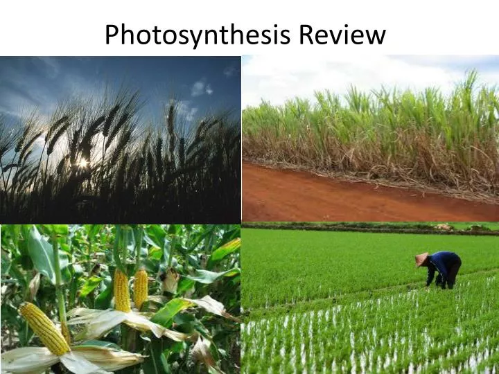 photosynthesis review