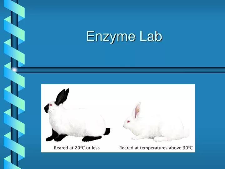 enzyme lab