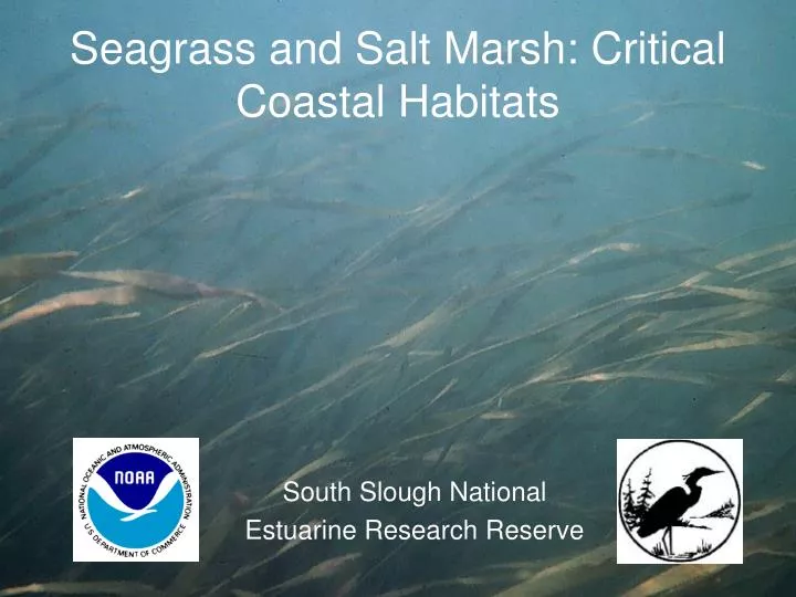 seagrass and salt marsh critical coastal habitats
