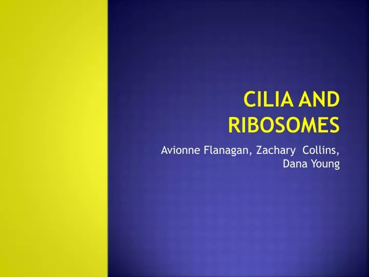cilia and ribosomes