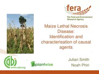Maize Lethal Necrosis Disease: Identification and characterisation of causal agents
