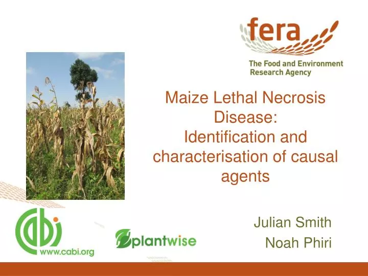 maize lethal necrosis disease identification and characterisation of causal agents