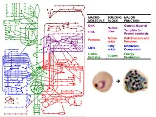 Sources of Amino Acids