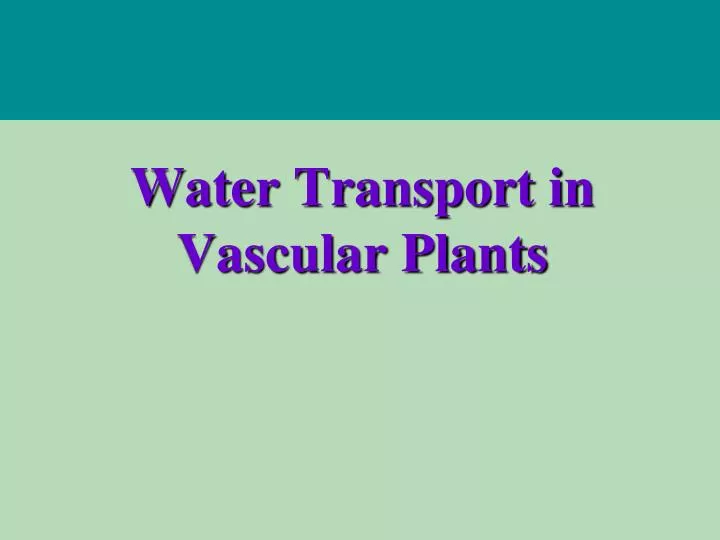 water transport in vascular plants