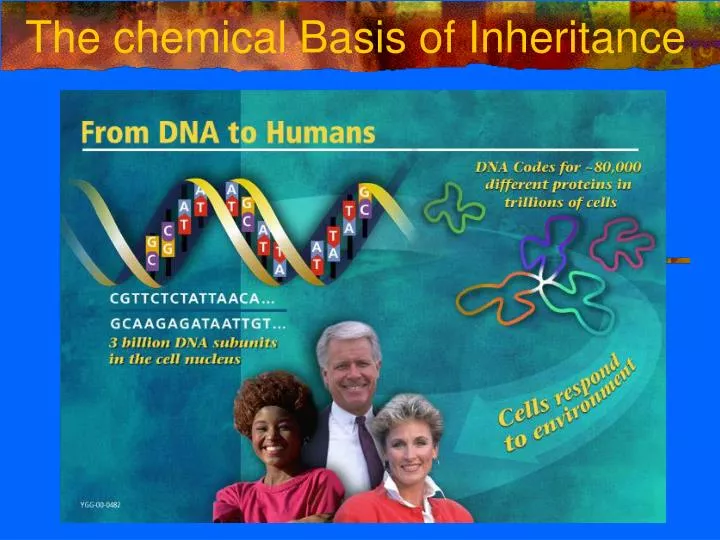 the chemical basis of inheritance