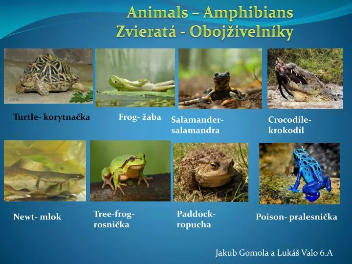 animals amphibians zvierat oboj iveln ky