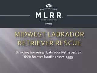 MIDWEST LABRADOR RETRIEVER RESCUE