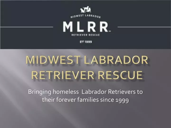 midwest labrador retriever rescue
