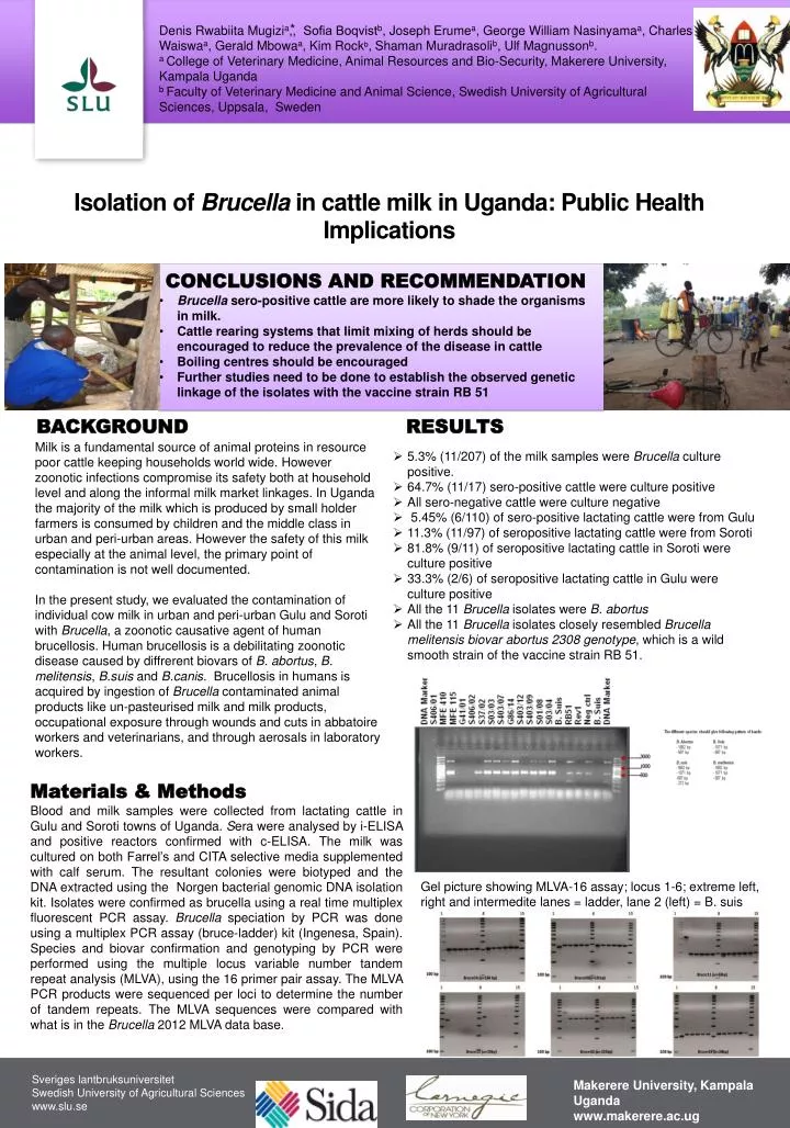isolation of brucella in cattle milk in uganda public health implications