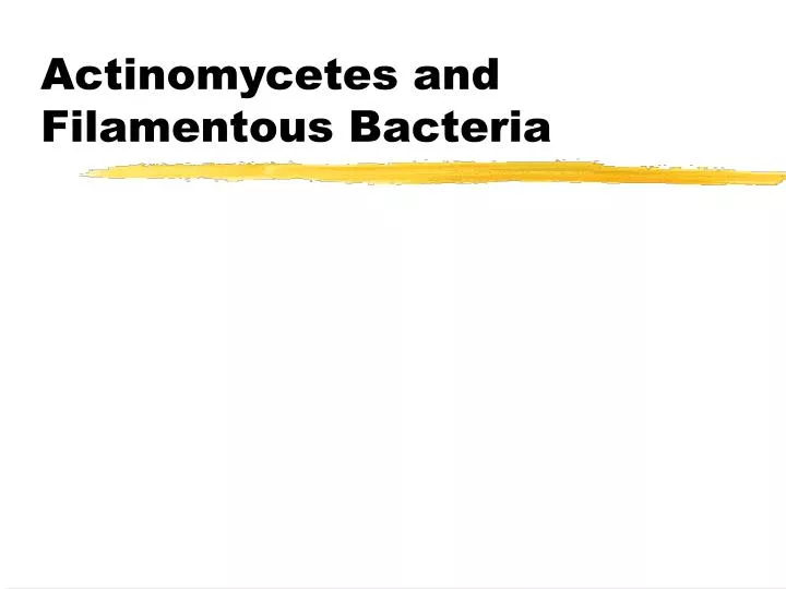 actinomycetes and filamentous bacteria