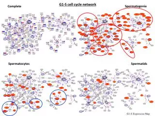 G1-S cell cycle network