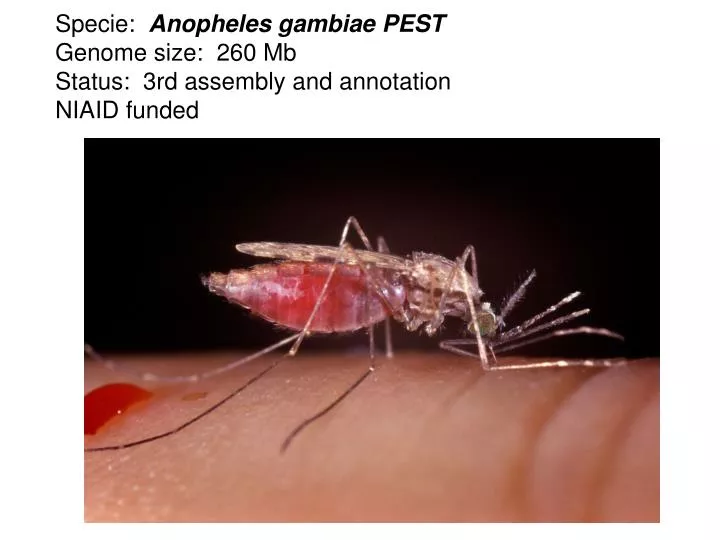 specie anopheles gambiae pest genome size 260 mb status 3rd assembly and annotation niaid funded