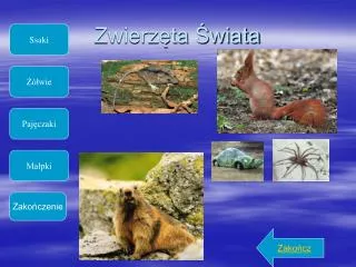 zwierz ta wiata