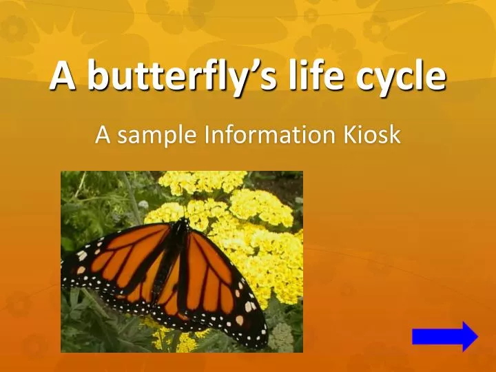 a butterfly s life cycle