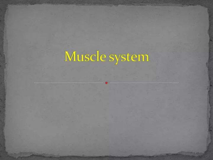 muscle system