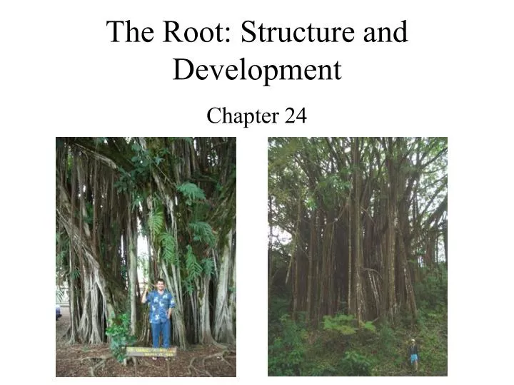 the root structure and development