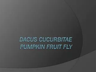 Dacus cucurbitae Pumpkin Fruit fly