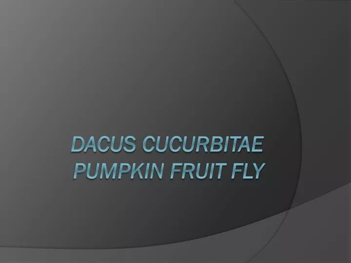 dacus cucurbitae pumpkin fruit fly