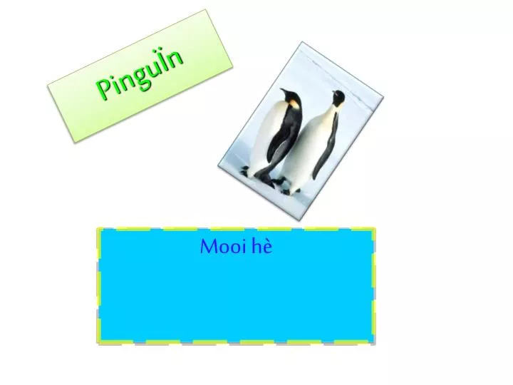 pingu n