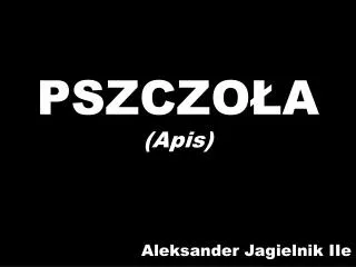 pszczo a apis