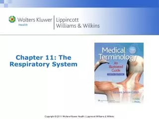 Chapter 11: The Respiratory System