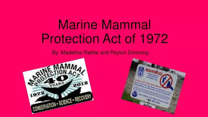 PPT - Marine Mammal Protection Act of 1972 PowerPoint Presentation