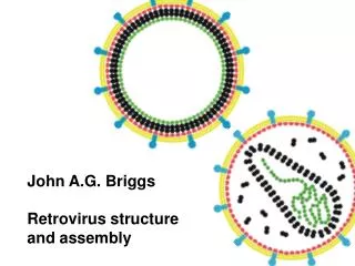 John A.G. Briggs Retrovirus structure and assembly