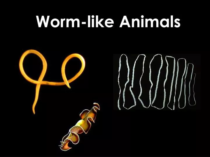 worm like animals