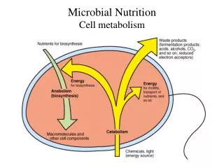 Microbial Nutrition Cell metabolism