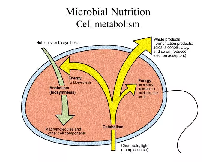 microbial nutrition cell metabolism