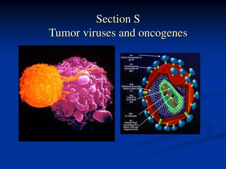section s tumor viruses and oncogenes