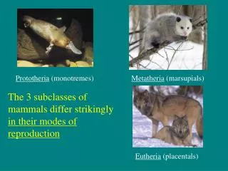 The 3 subclasses of mammals differ strikingly in their modes of reproduction