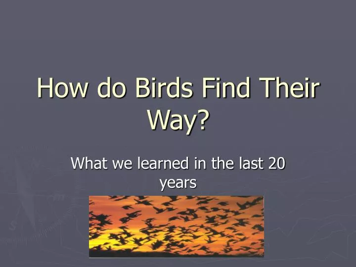 how do birds find their way