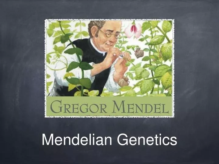 mendelian genetics