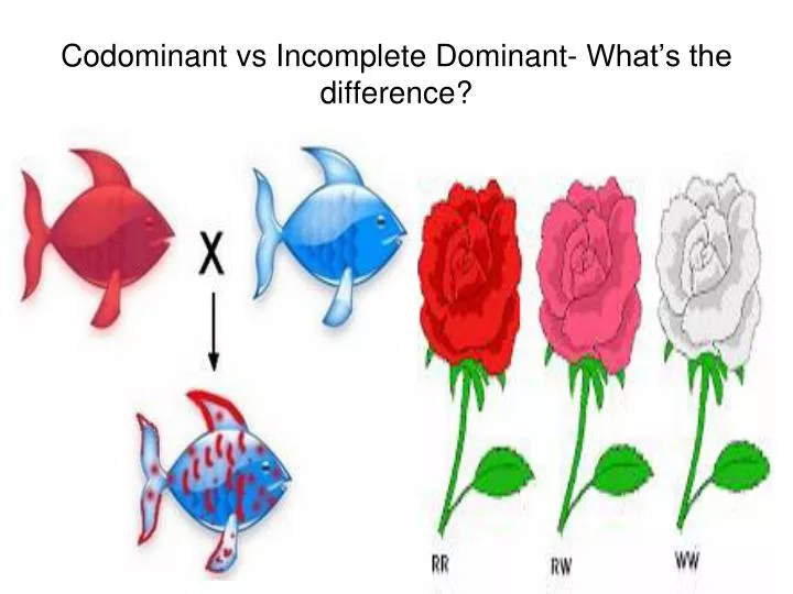 codominant vs incomplete dominant what s the difference