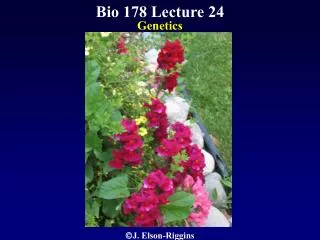 Bio 178 Lecture 24