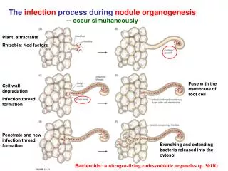 The infection process during nodule organogenesis ? occur simultaneously