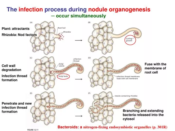 the infection process during nodule organogenesis occur simultaneously