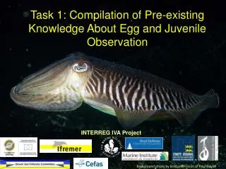 Task 1: Compilation of Pre-existing Knowledge About Egg and Juvenile Observation