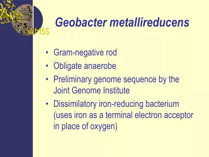 geobacter metallireducens