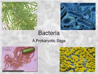 Bacteria