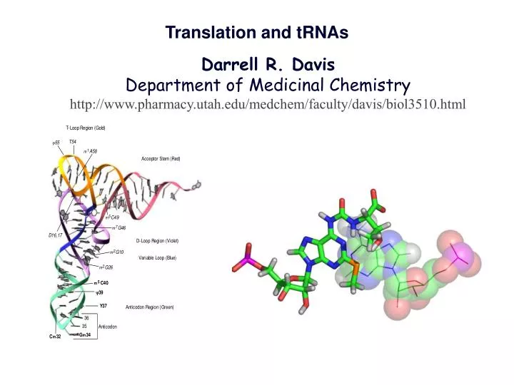 translation and trnas