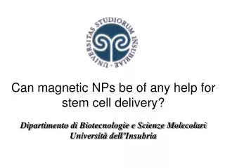 Can magnetic NPs be of any help for stem cell delivery?