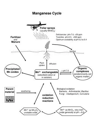 Manganese Cycle