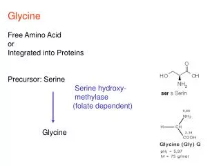 Glycine Free Amino Acid or Integrated into Proteins Precursor: Serine Serine hydroxy-