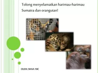 oleh shaa 10c