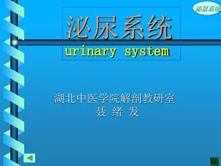 urinary system