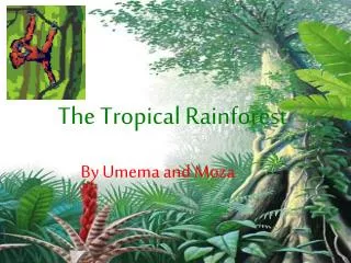 The Tropical Rainforest