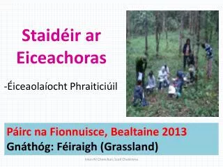 staid ir ar eiceachoras