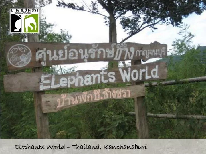 elephants world thailand kanchanaburi